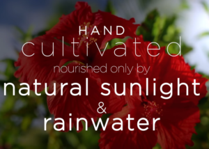 Hand Cultivated