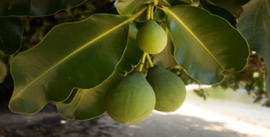 Dilo Tree