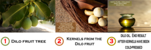 Dilo Fruit Tree